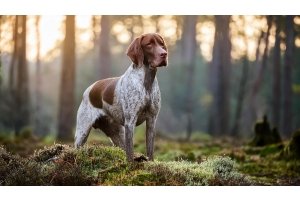 Jachthond alert in een bos met opkomende zon