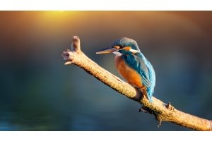 Eowyn der Eisvogel sitzt auf einem Ast über einem plätschernden Bach und konzentriert sich auf die Frequenzen des Wassers.