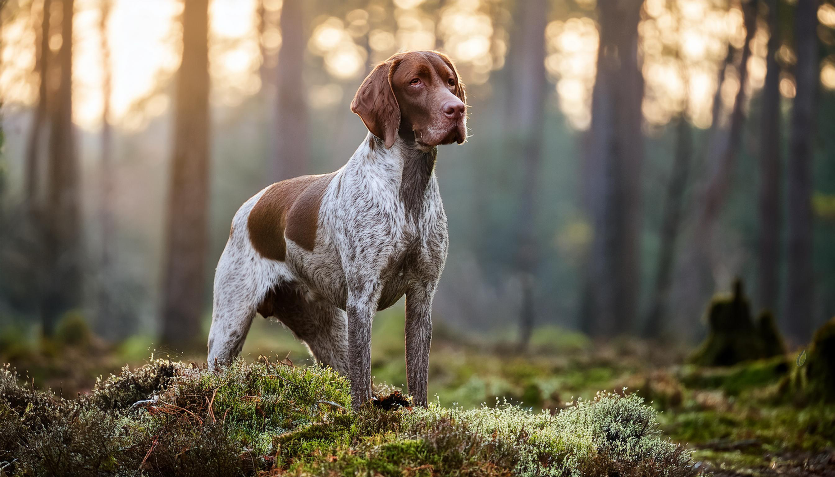 Jachthond alert in een bos met opkomende zon