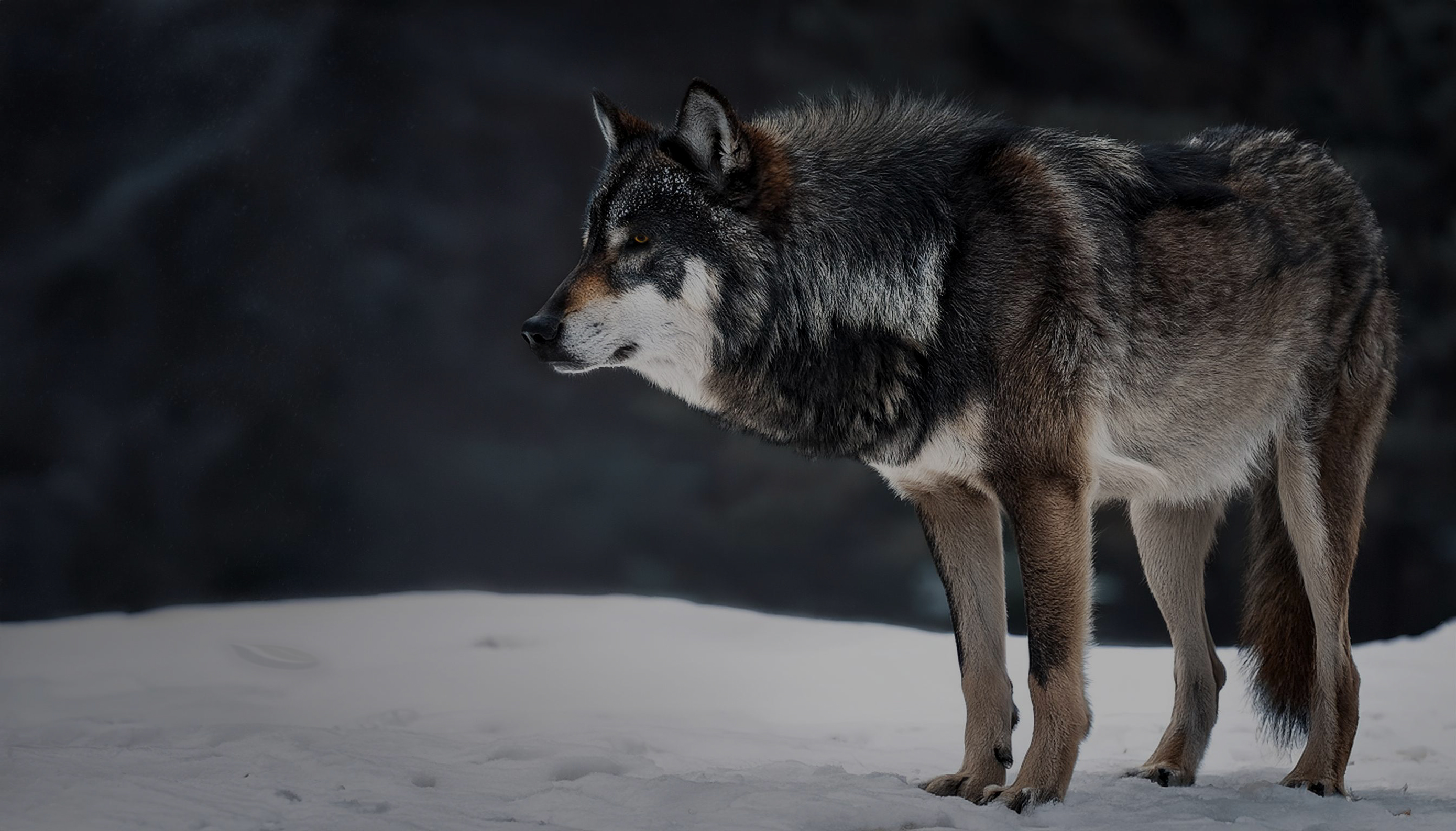 Wolf schleicht durch verschneite Wildnis, geführt von Vibrationen und Instinkt