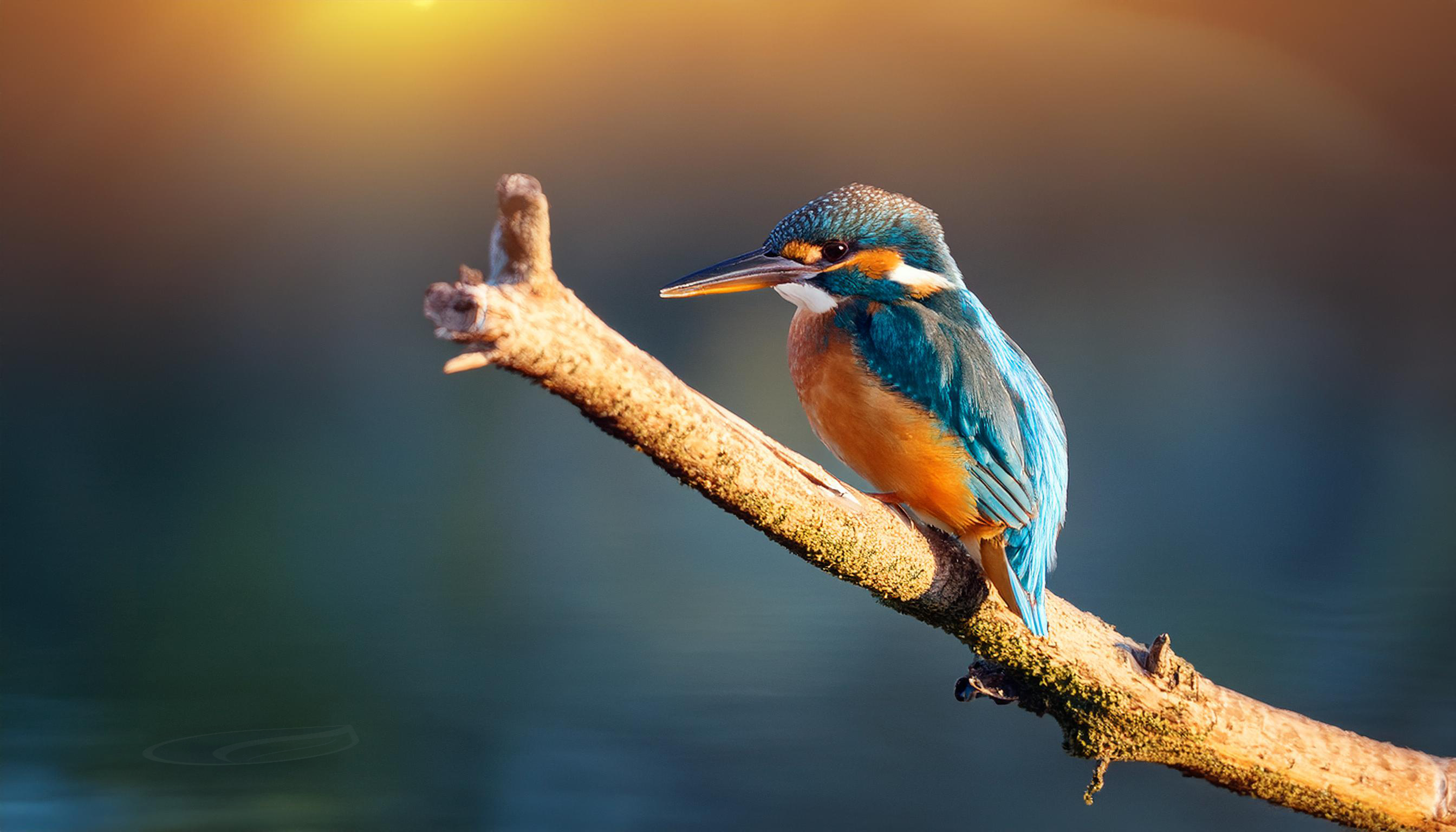 Eowyn der Eisvogel sitzt auf einem Ast über einem plätschernden Bach und konzentriert sich auf die Frequenzen des Wassers.